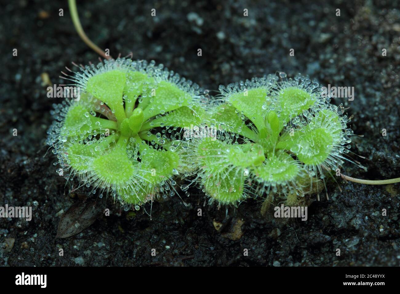 Paar Sonnentauen (Drosera burmannii) eine klebrige Art fleischfressender Pflanze, die in torfigen Sümpfen wächst. Stockfoto