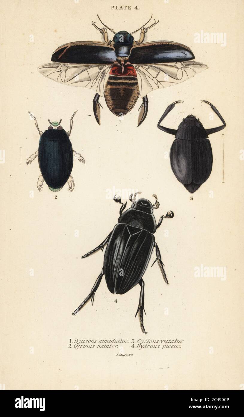 Tauchtaucher, Dytiscus dimidiatus 1, gewöhnlicher Wirbelkäfer, Gyrinus natator 2, Cyclous vittatus 3, und großer Silberwasserkäfer, Hydrophilus piceus 4.. Handkolorierter Stahlstich von William Lizars aus James Duncans Naturgeschichte der Käfer, in Sir William Jardine’s Naturalist’s Library, W.H, Lizars, Edinburgh, 1835. James Duncan war ein schottischer Zoologe und Entomologe 1804-1861. Stockfoto