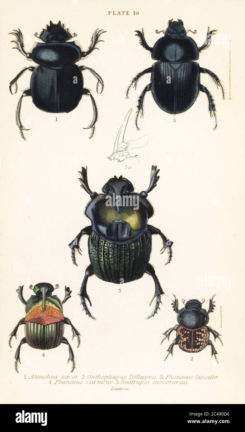 Der heilige Skarabäus, der Scarabaeus sacer 1, die Mistkäfer, der Onthophagus nuchicornis 2, der Coprophanaeus lancifer 3, der Sulcophanaeus carnifex 4 und der erdbohrende Mistkäfer, der Geotrupes stercorarius 5. Handkolorierter Stahlstich von William Lizars aus James Duncans Naturgeschichte der Käfer, in Sir William Jardine’s Naturalist’s Library, W.H, Lizars, Edinburgh, 1835. James Duncan war ein schottischer Zoologe und Entomologe 1804-1861. Stockfoto