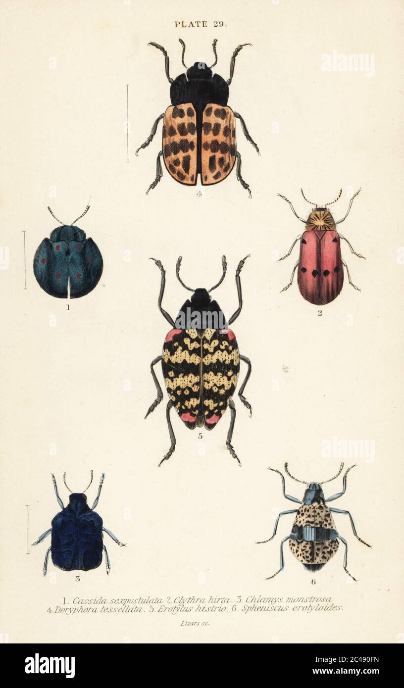 Blattkäfer: Cyrtonota sexpustulata 1, Lachnaia hirta 2, Chlamys monstrosa 3, Doryphora tessellata 4, Erotylus histrio 5 und Spheniscus erotyloides 6. Handkolorierter Stahlstich von William Lizars aus James Duncans Naturgeschichte der Käfer, in Sir William Jardine’s Naturalist’s Library, W.H, Lizars, Edinburgh, 1835. James Duncan war ein schottischer Zoologe und Entomologe 1804-1861. Stockfoto