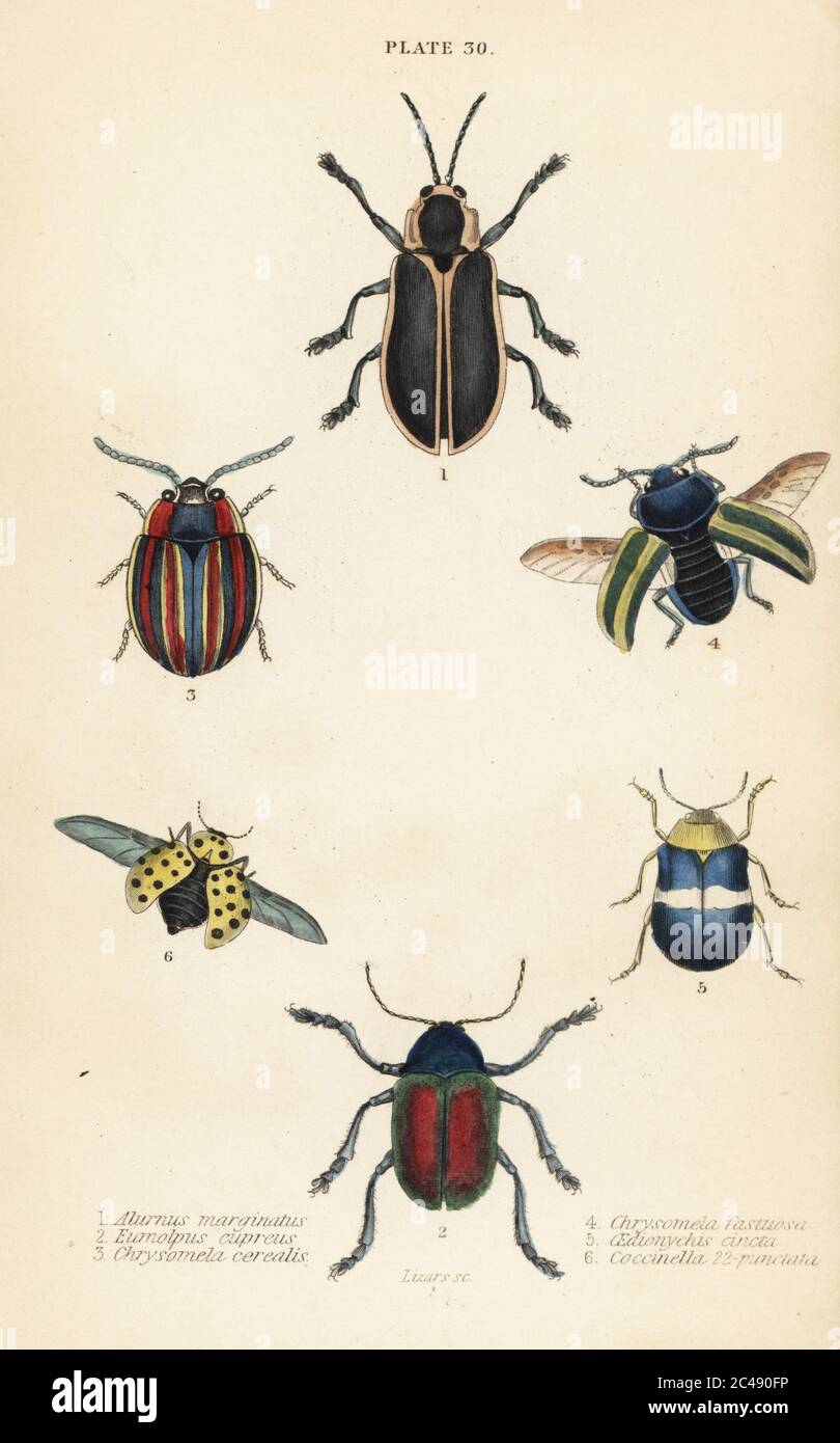 Blattkäfer: Aludora marginatus 1, Eumolpus curpeus 2, Chrysolina cerealis 3, Blattkäfer mit totem Brennnessel, Chrysolina fastuosa 4, Ödionychis cincta 5 und Marienkäfer Psyllobora vigintiduopunctata 6 mit 22 Punkten. Handkolorierter Stahlstich von William Lizars aus James Duncans Naturgeschichte der Käfer, in Sir William Jardine’s Naturalist’s Library, W.H, Lizars, Edinburgh, 1835. James Duncan war ein schottischer Zoologe und Entomologe 1804-1861. Stockfoto