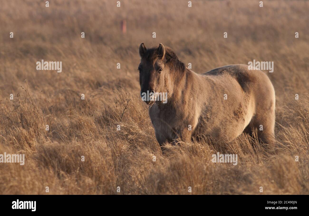 Konik Pony, verwendet in der Erhaltung in Redgrave und Lopham Fen, Suffolk Stockfoto