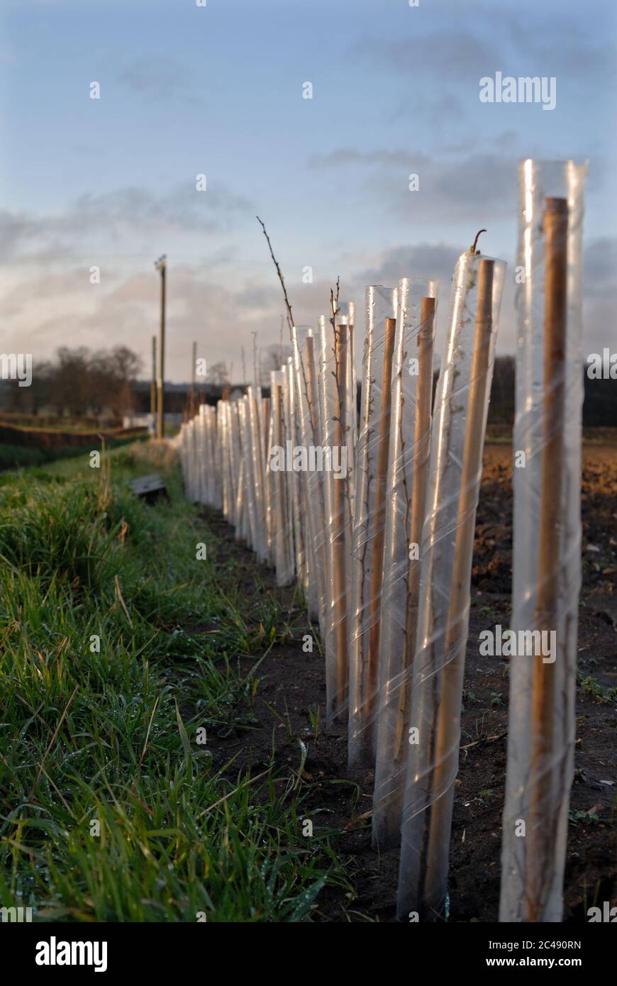 Neu gepflanzte Hecke, Norfolk. März Stockfoto