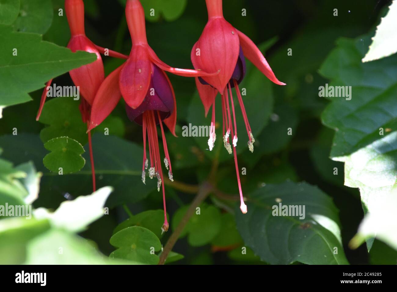 Rote Fuchsia im Garten mit viel Grün Stockfoto