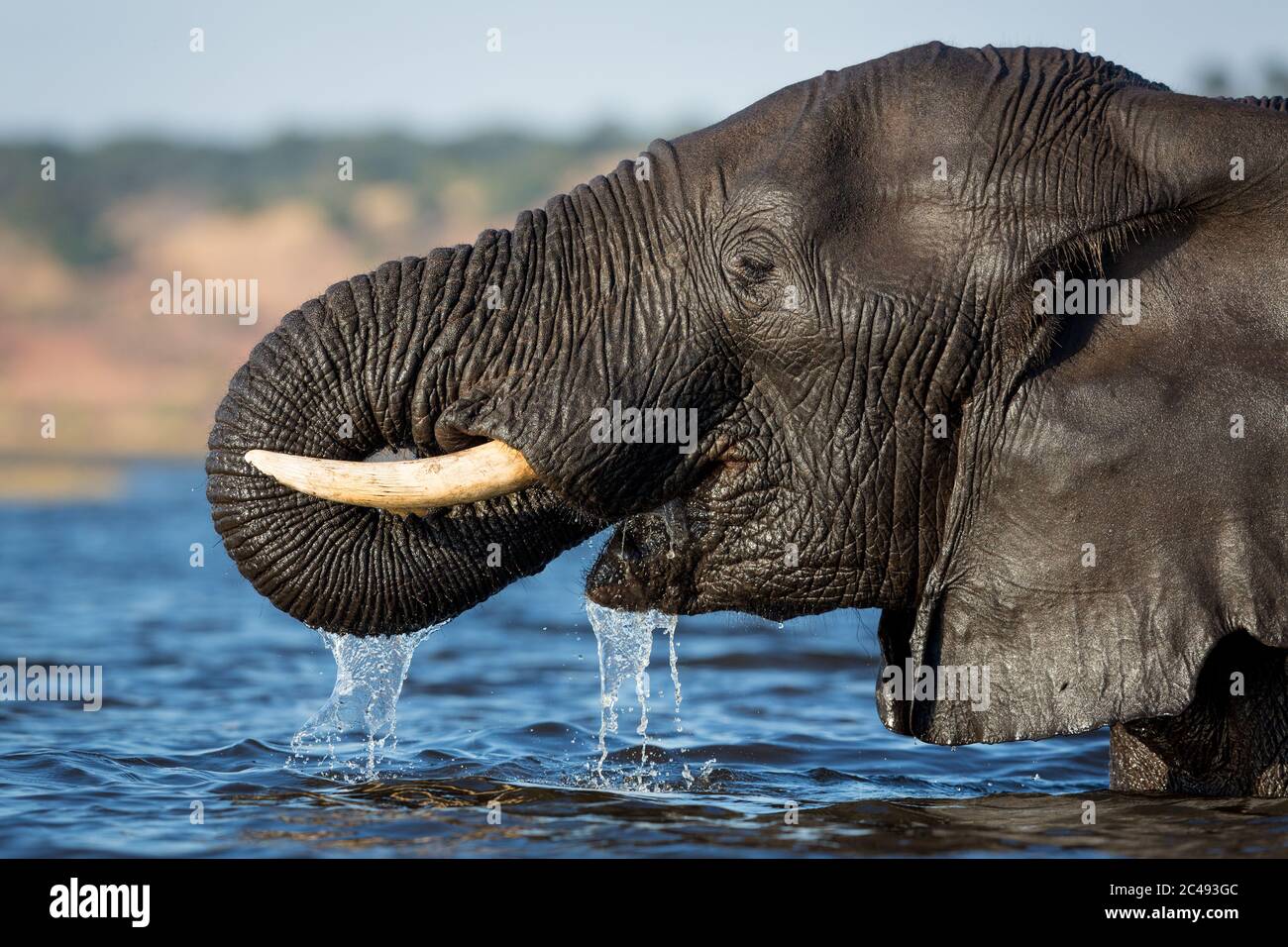 Nahaufnahme Porträt von Elefanten Kopf Trinkwasser in goldenem Nachmittagslicht in Chobe River Botswana Stockfoto