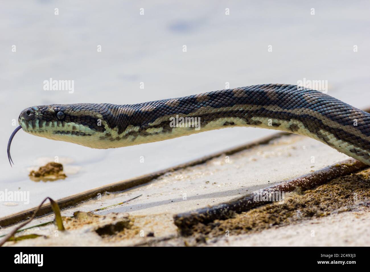 Küstenpython (Morelia spilota mcdoweli) am Rande des Cudgen Lake, NSW, Australien Stockfoto