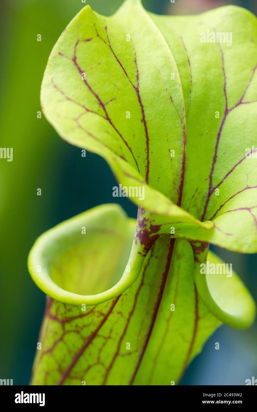 Gelbe amerikanische Krug-Pflanze (sarracenia flava) Stockfoto