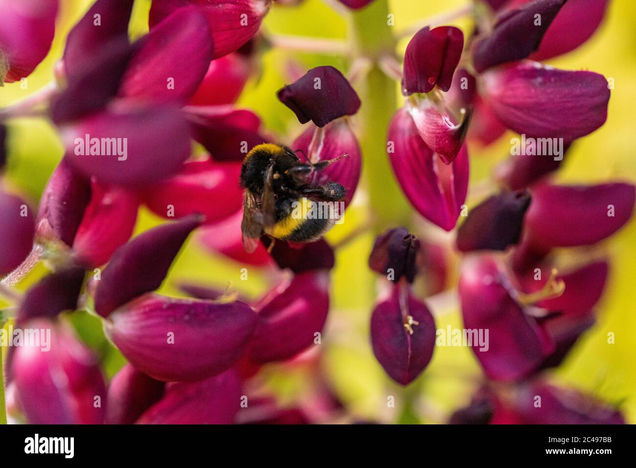 Biene schwebt in voller Blüte um Blütenblätter einer violetten Lupine (Lupinen). Makroaufnahme mit grünem Bokeh-Hintergrund Stockfoto