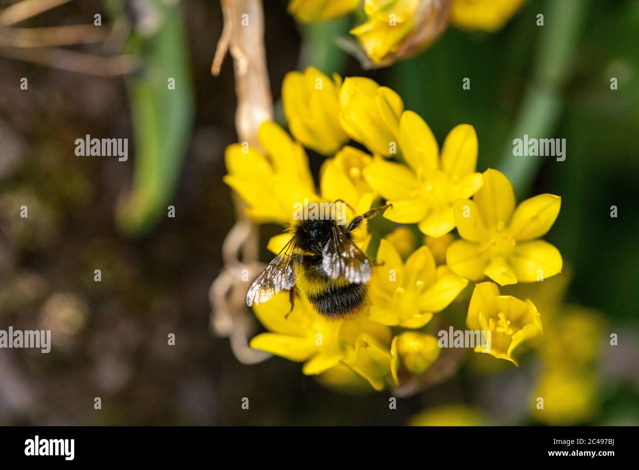 Biene schwebt um Blütenblätter einer gelben Blume in voller Blüte. Makroaufnahme mit grünem Bokeh-Hintergrund Stockfoto