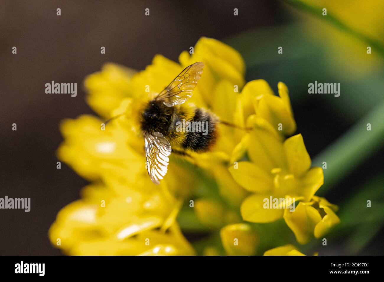 Biene schwebt um Blütenblätter einer gelben Blume in voller Blüte. Makroaufnahme mit grünem Bokeh-Hintergrund Stockfoto