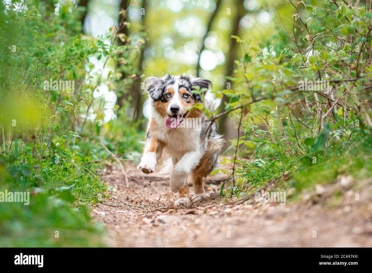 Australian Shepherd springt auf dem Weg durch Wald an der deutschen Grenze Stockfoto