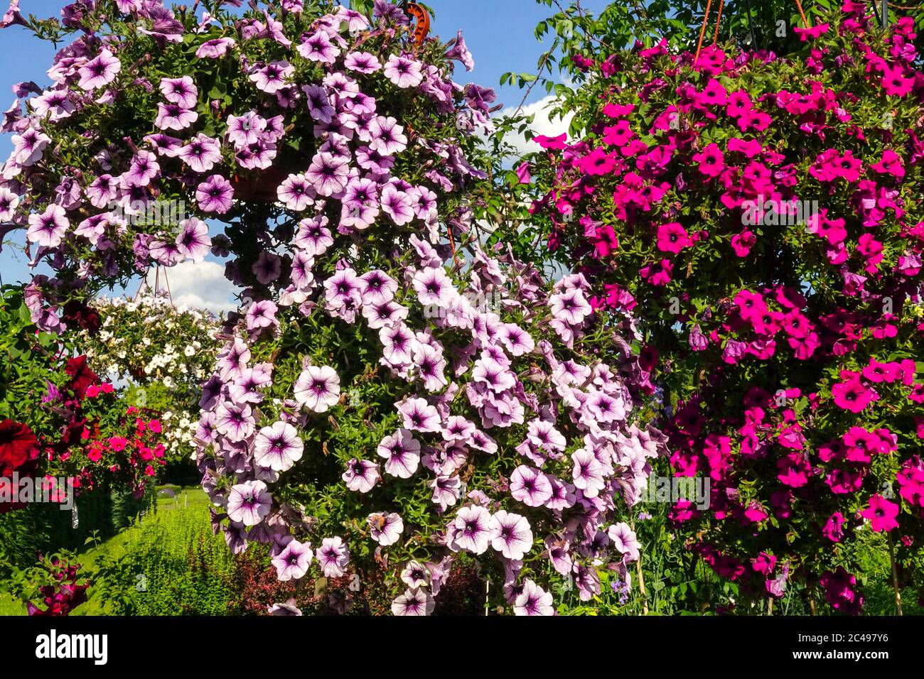 Petunias Garten hängende Blumen Gartenpflanzen Petunias Surfinia Stockfoto