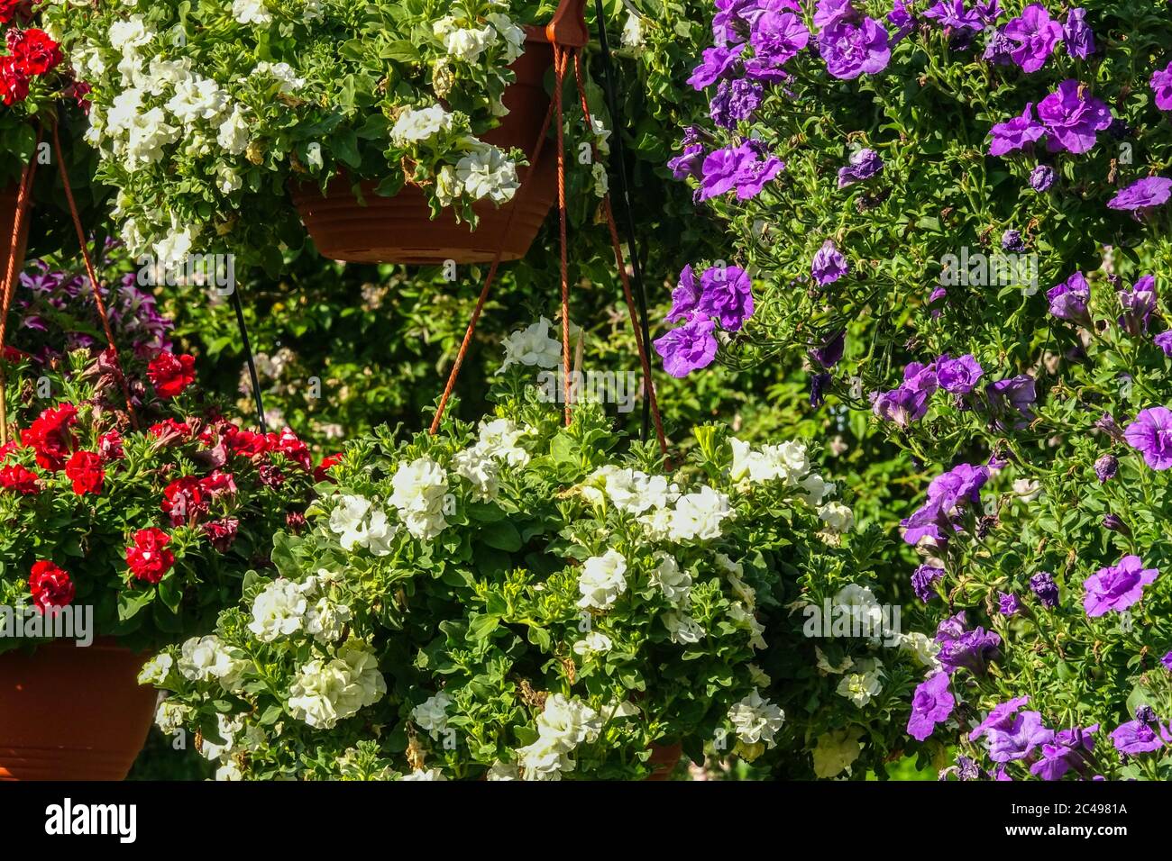 Bunte Petunien hängende Blumen Petunia Surfinia blüht Stockfoto