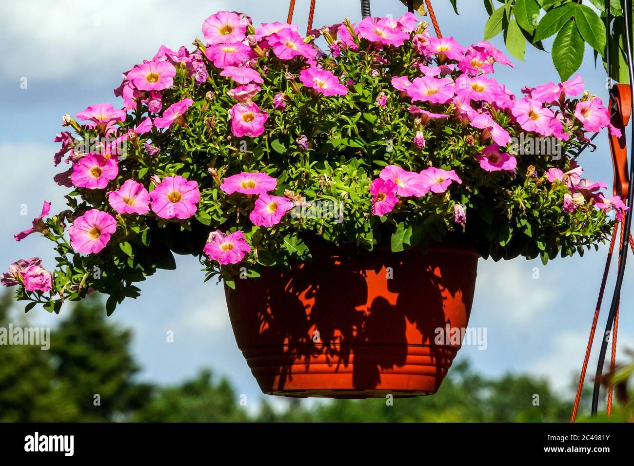 Petunia Hängetopf Rosa Petunien blüht in hängenden Korbgartenpflanzen Stockfoto