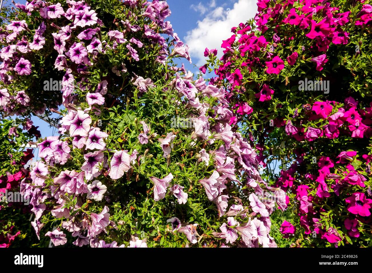 Bunte Petunien hängende Petunien Petunia Surfinia in Blütenfarbe Kombination Stockfoto