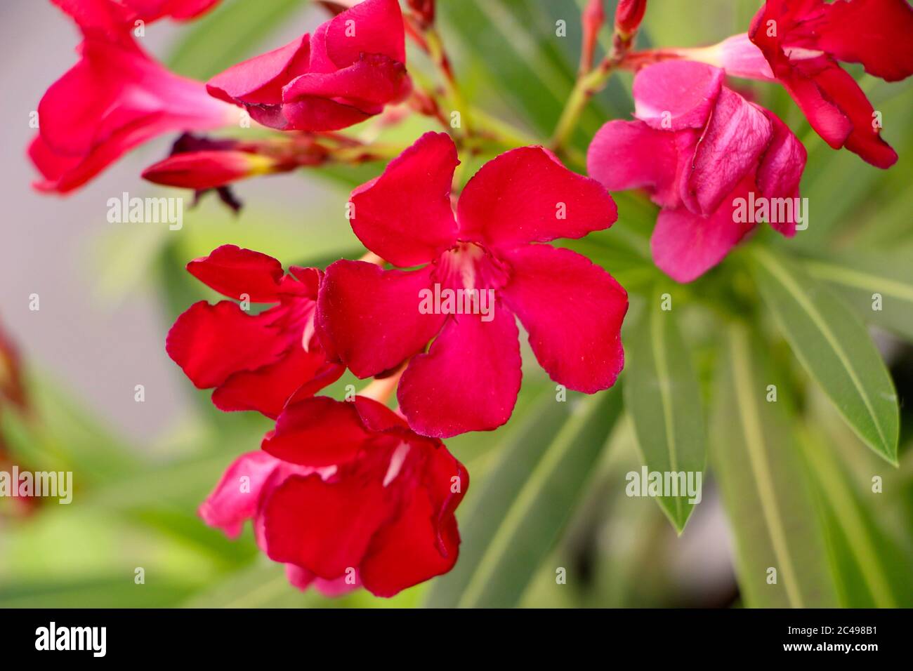 Rote Nerium Oleander oder Rose Bay Blumen aus nächster Nähe Stockfoto