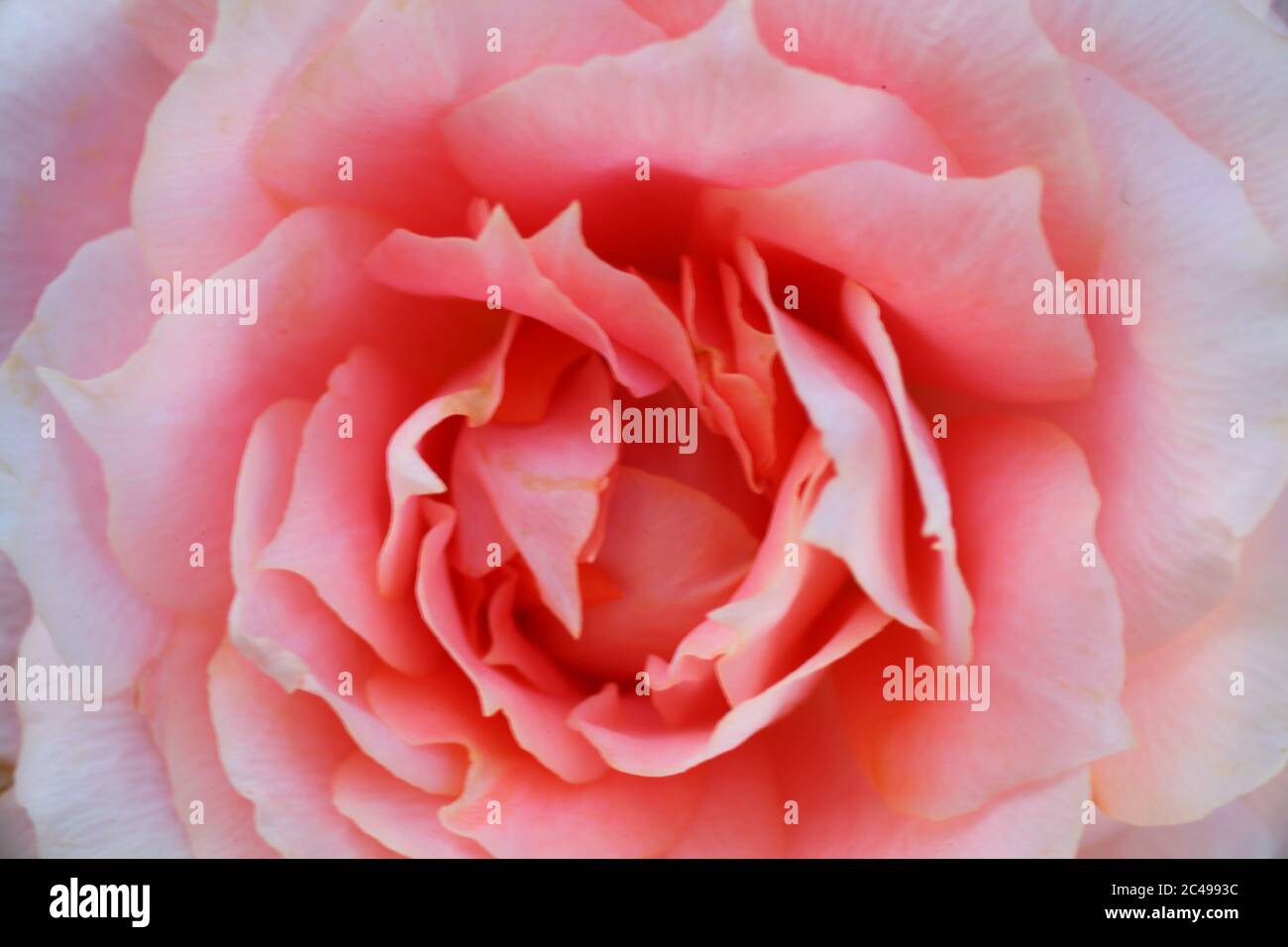 Rosa Rose Im Bild Nahaufnahme Stockfoto