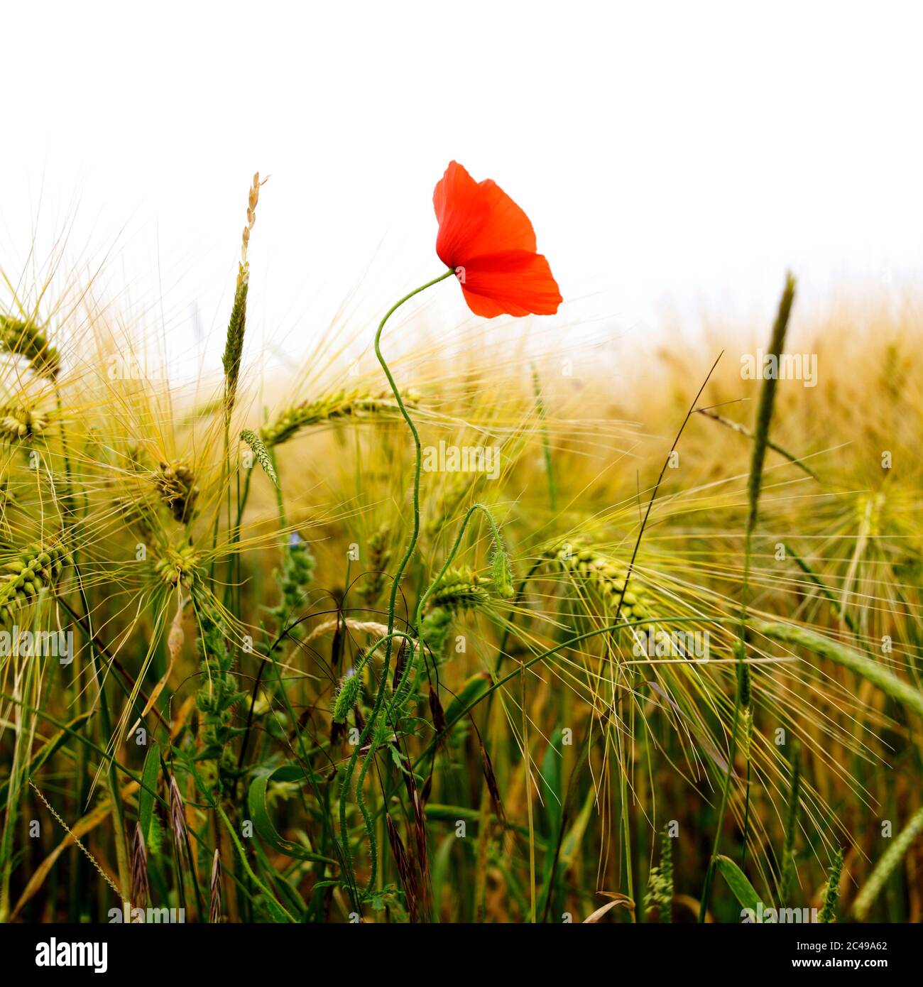 Mohn im Weizenfeld, Puy de Dome, Auvergne-Rhone-Alpes, Frankreich Stockfoto