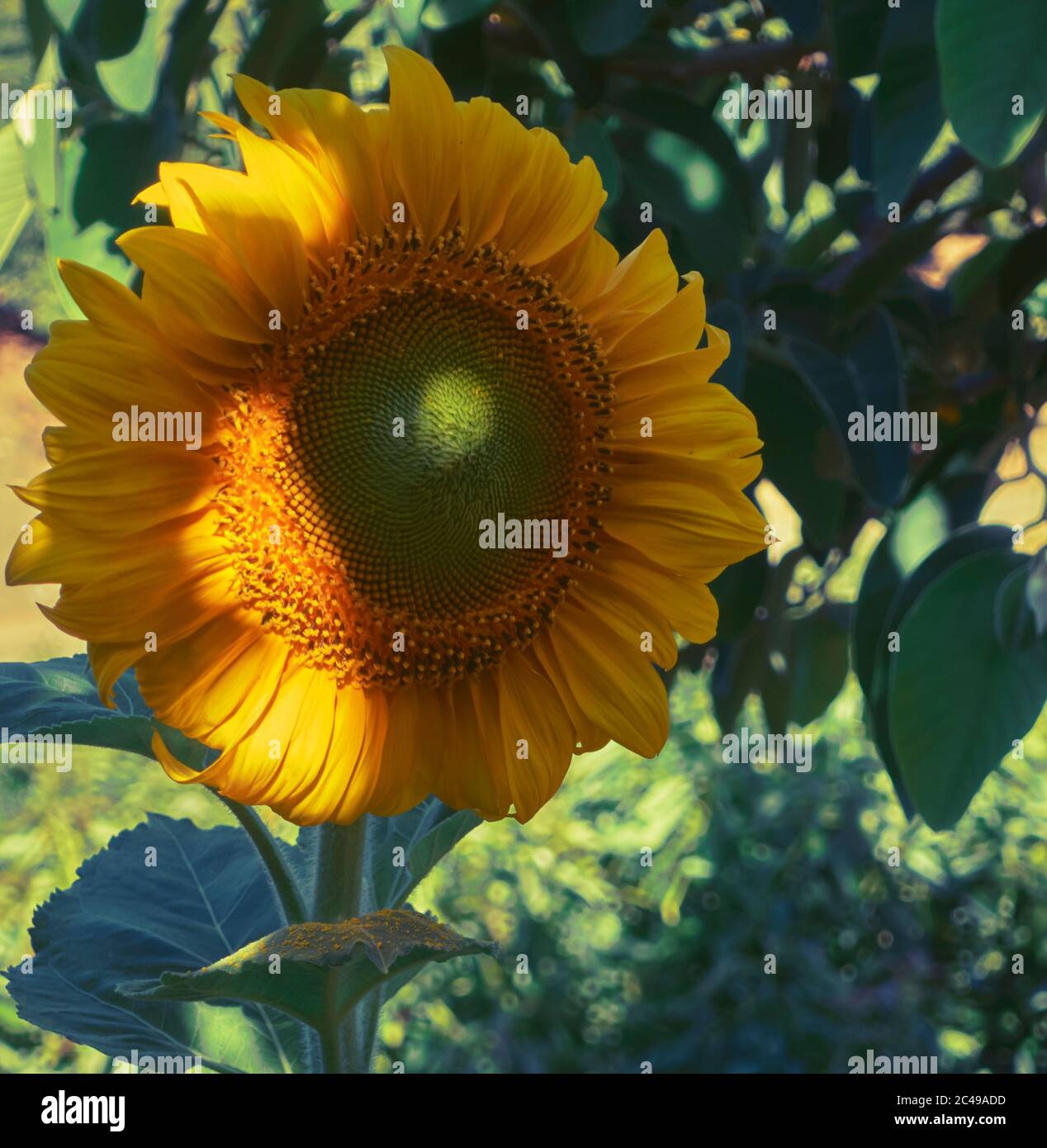 Eine einzelne große Sonnenblume von der Morgensonne beleuchtet unterging vor einem grünen Bokeh Hintergrund auf einem Bauernhof in Frigiliana, Malaga, Spanien Stockfoto