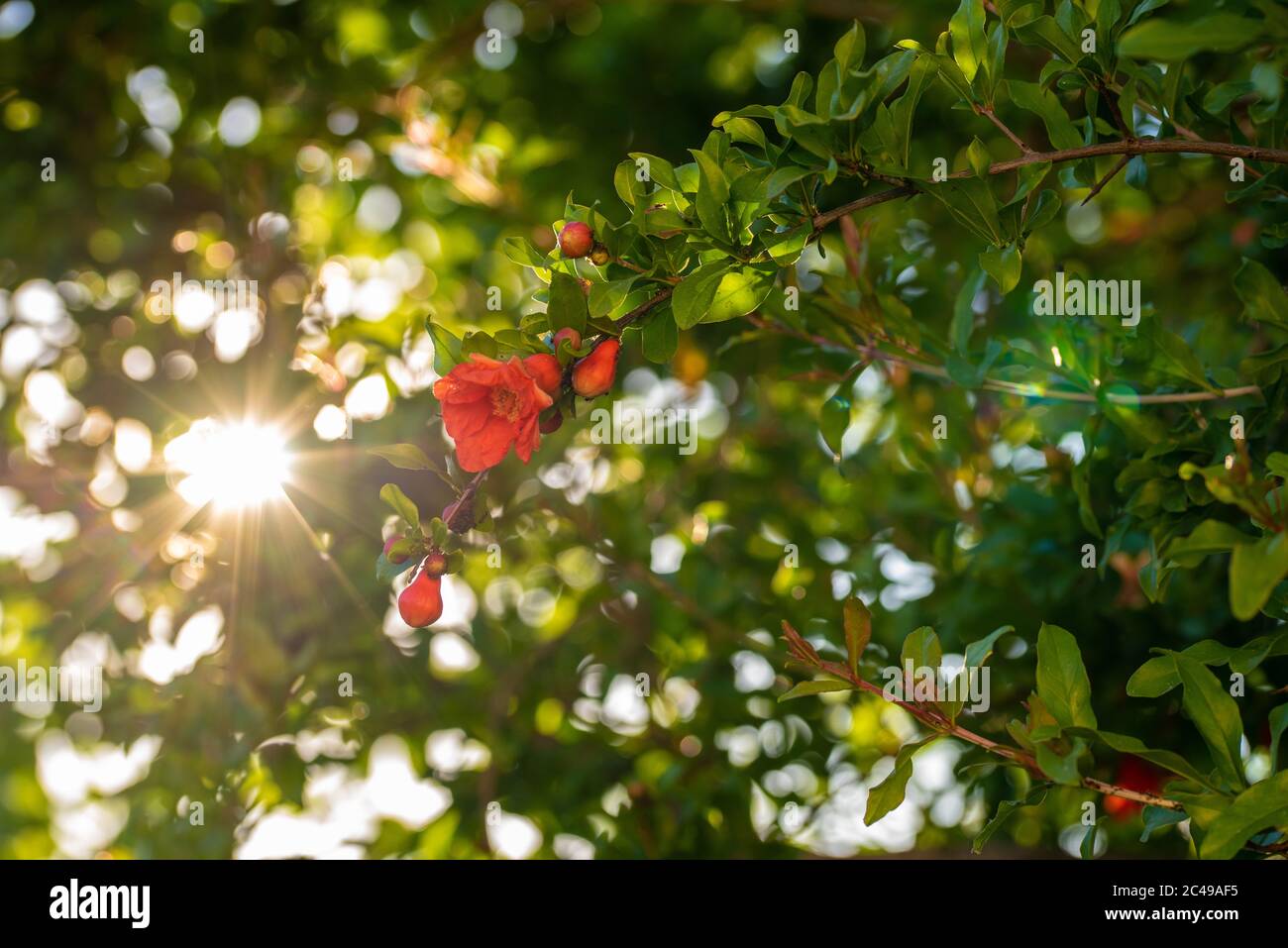 Selektiver Fokus Schuss von Granatapfel Baum Blumen Stockfoto