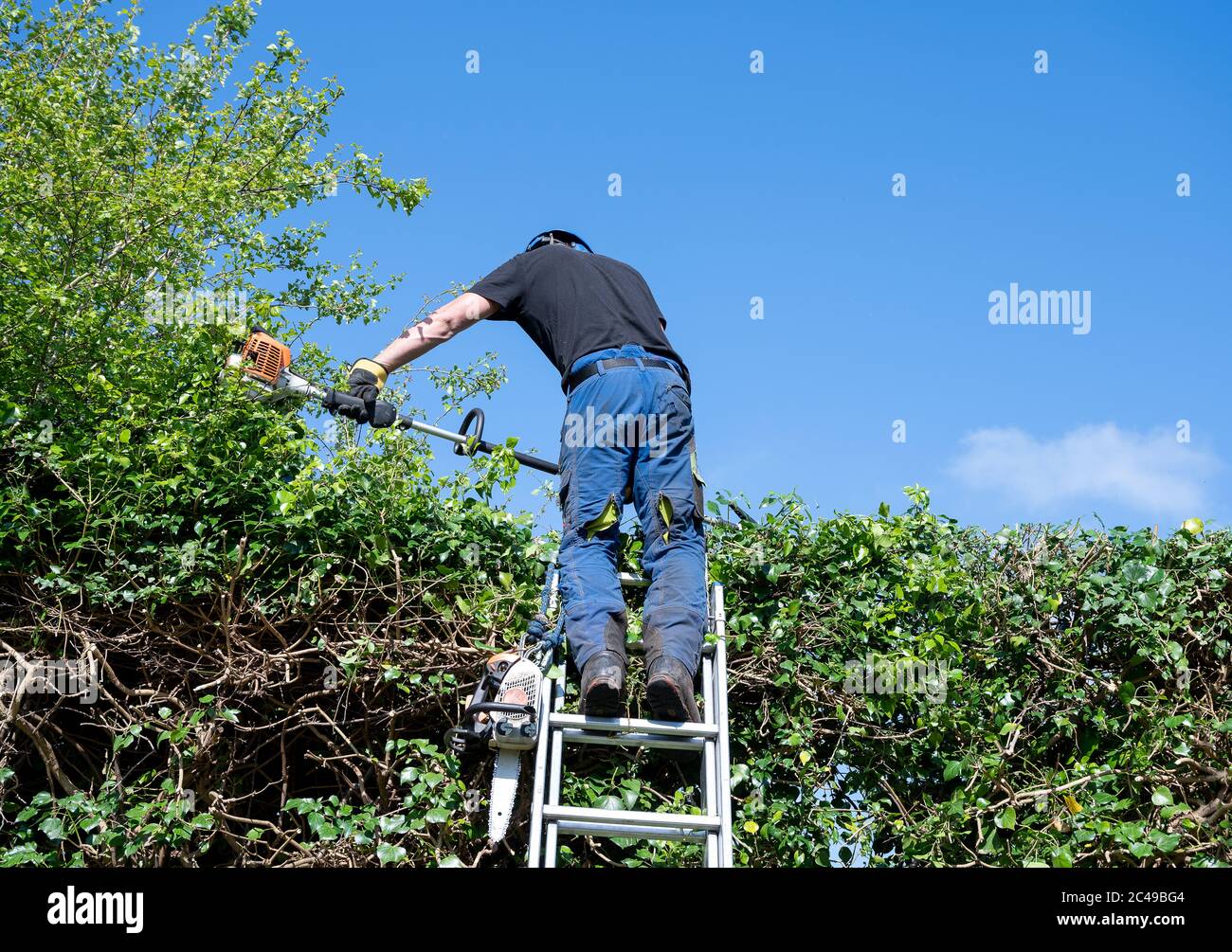 Ein Baumchirurg oder Baumärker auf einer hohen Hecke mit Elektrowerkzeugen, um es zu schneiden. Stockfoto