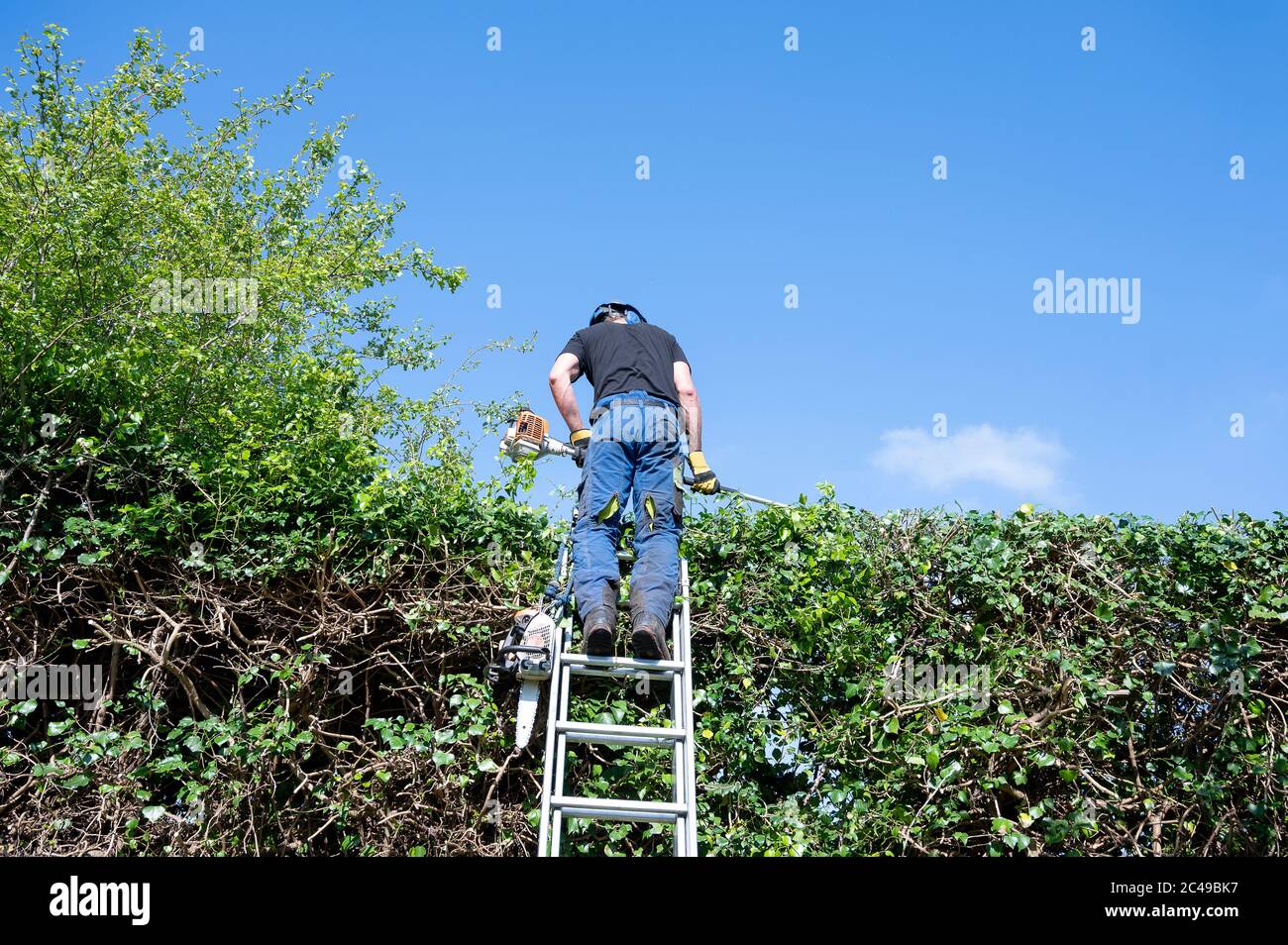 Ein Baumchirurg oder Baumpfer, der Elektrowerkzeuge verwendet, um eine hohe Hecke zu schneiden Stockfoto