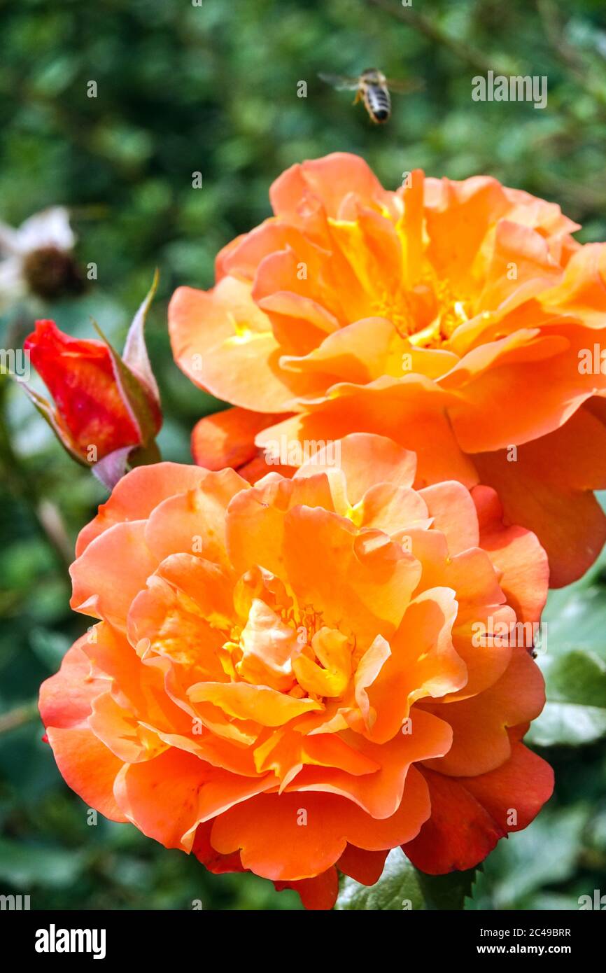 Rosa Pat Austin 'Ausmum', Orange Rose Strauch oder krachende Kletterer Stockfoto