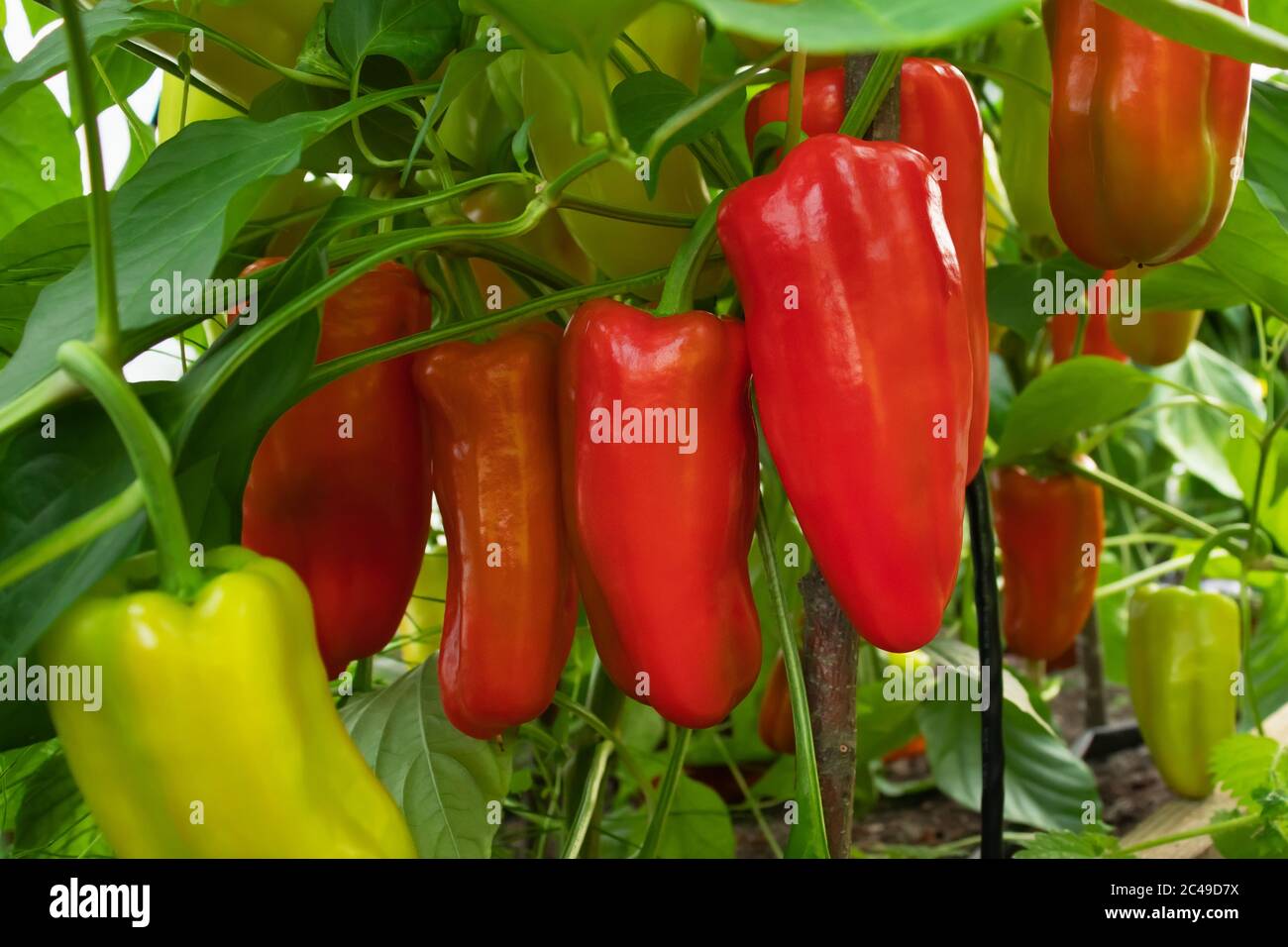 Mehrere rote Paprika reifen auf einem Busch in einem Gewächshaus. Stockfoto
