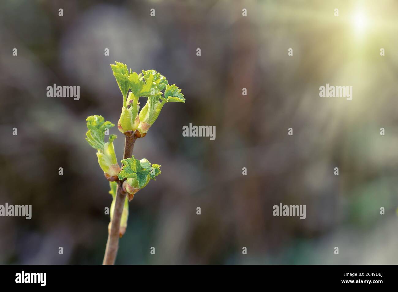 Erste Frühlingsblätter, neues Leben, blühende Knospen auf einem Busch der Johannisbeere Stockfoto