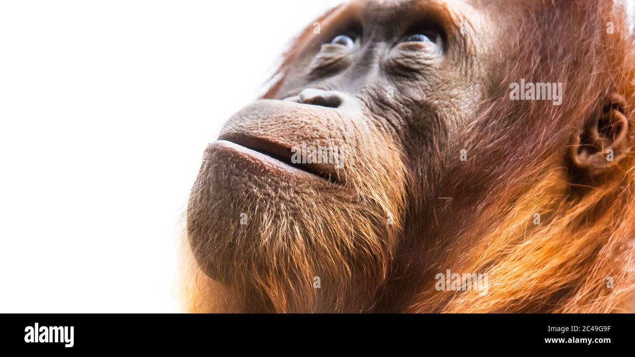 Orang-Utan, auch Orang-Utan oder Orang-Utang genannt. Detailliertes Gesichtsformat. Stockfoto