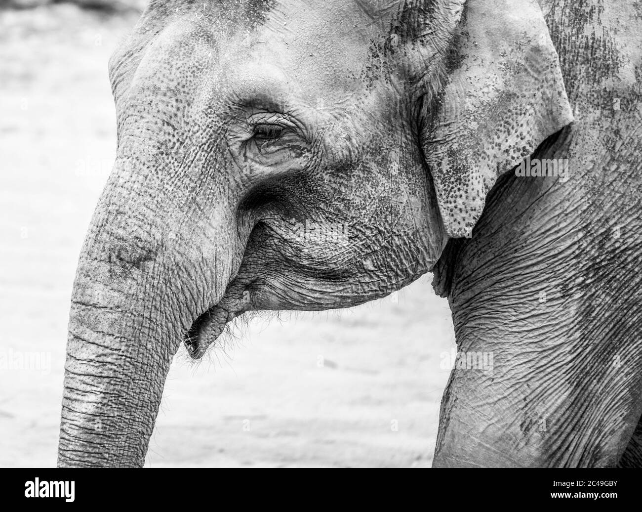 Indian Elephant - Nahaufnahme Porträt in schwarz-weiß. Stockfoto