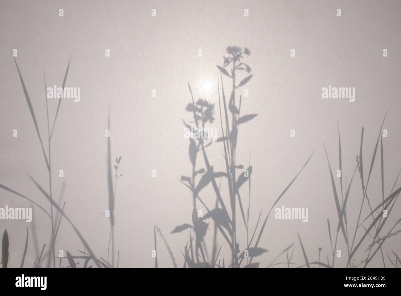 Schatten von Blumen und Gras auf weißer halbtransparenter Stoffstruktur Stockfoto