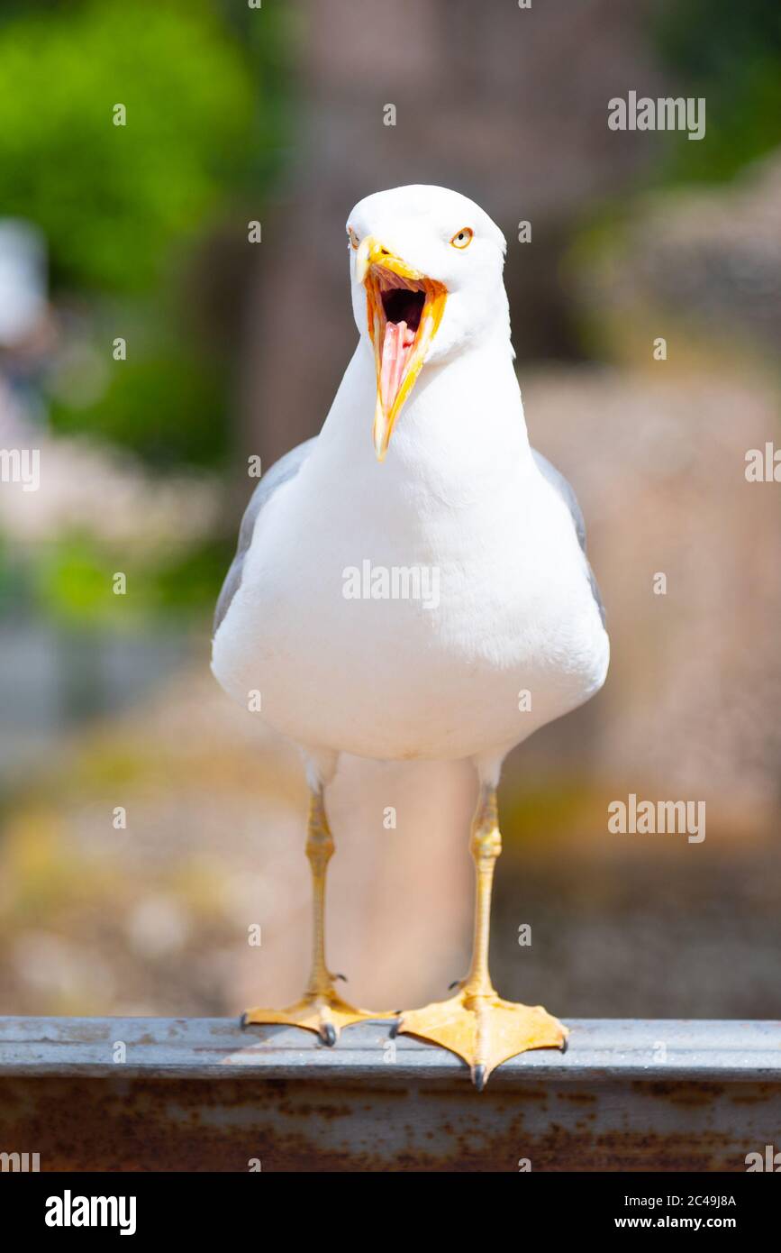 Möwe schreiend mit weit offenem Schnabel. Vorderansicht. Stockfoto Möwe schreiend mit weit offenem Schnabel. Vorderansicht. Stockfoto