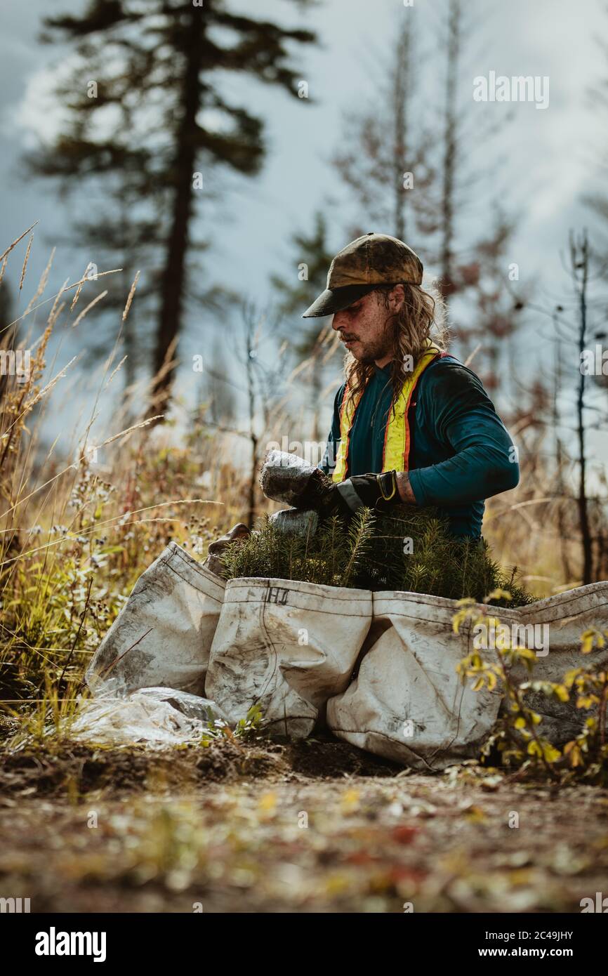 Förster Füllung Kiefernspachteln in Beutel für die Pflanzung im Wald. Waldarbeiter mit Kiefernkeimling für nachhaltige Aufforstung. Stockfoto