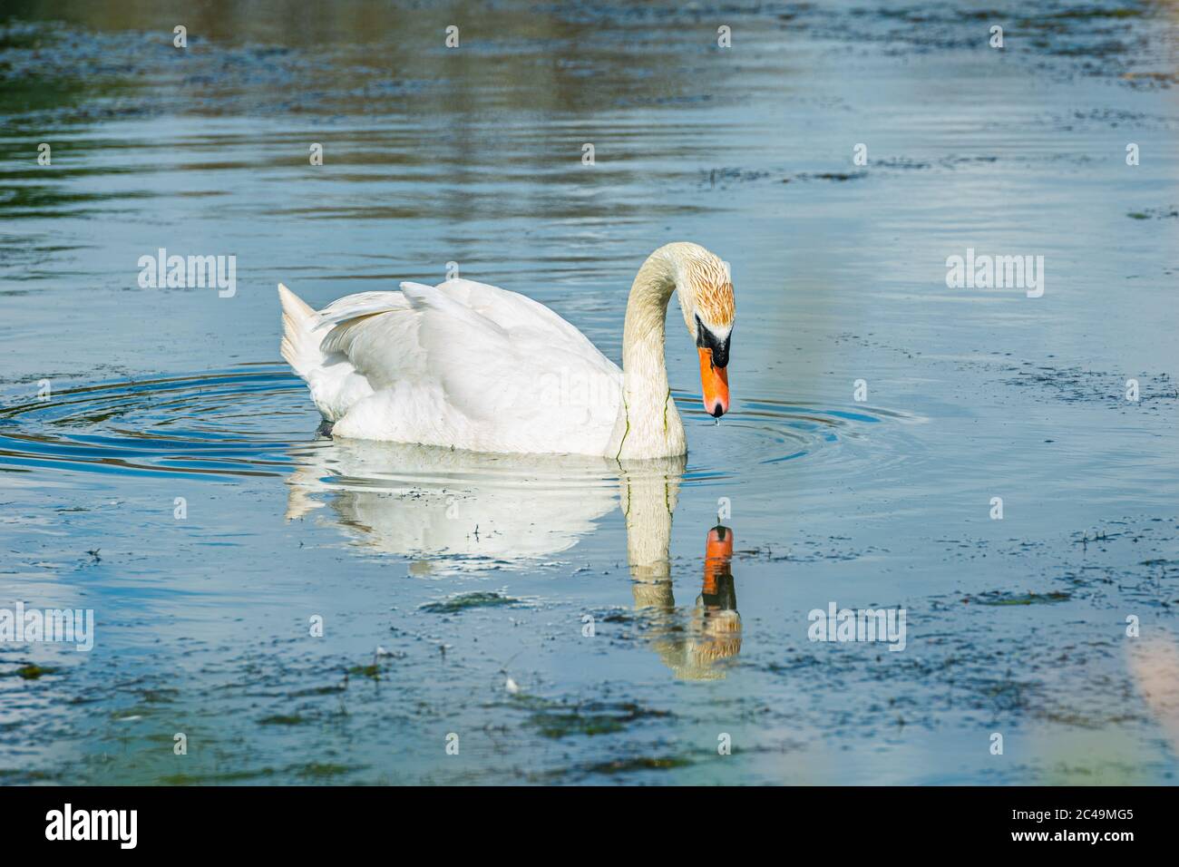 Ein romantisches Paar mit stumm-Schwan (Cygnus olor). Blauer Wasserhintergrund. Hochwertige Fotos Stockfoto