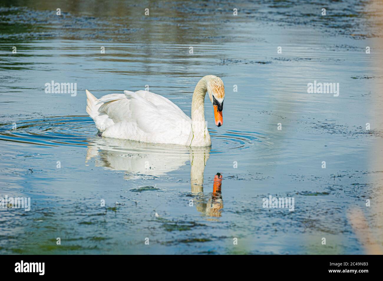 Ein romantisches Paar mit stumm-Schwan (Cygnus olor). Blauer Wasserhintergrund. Hochwertige Fotos Stockfoto