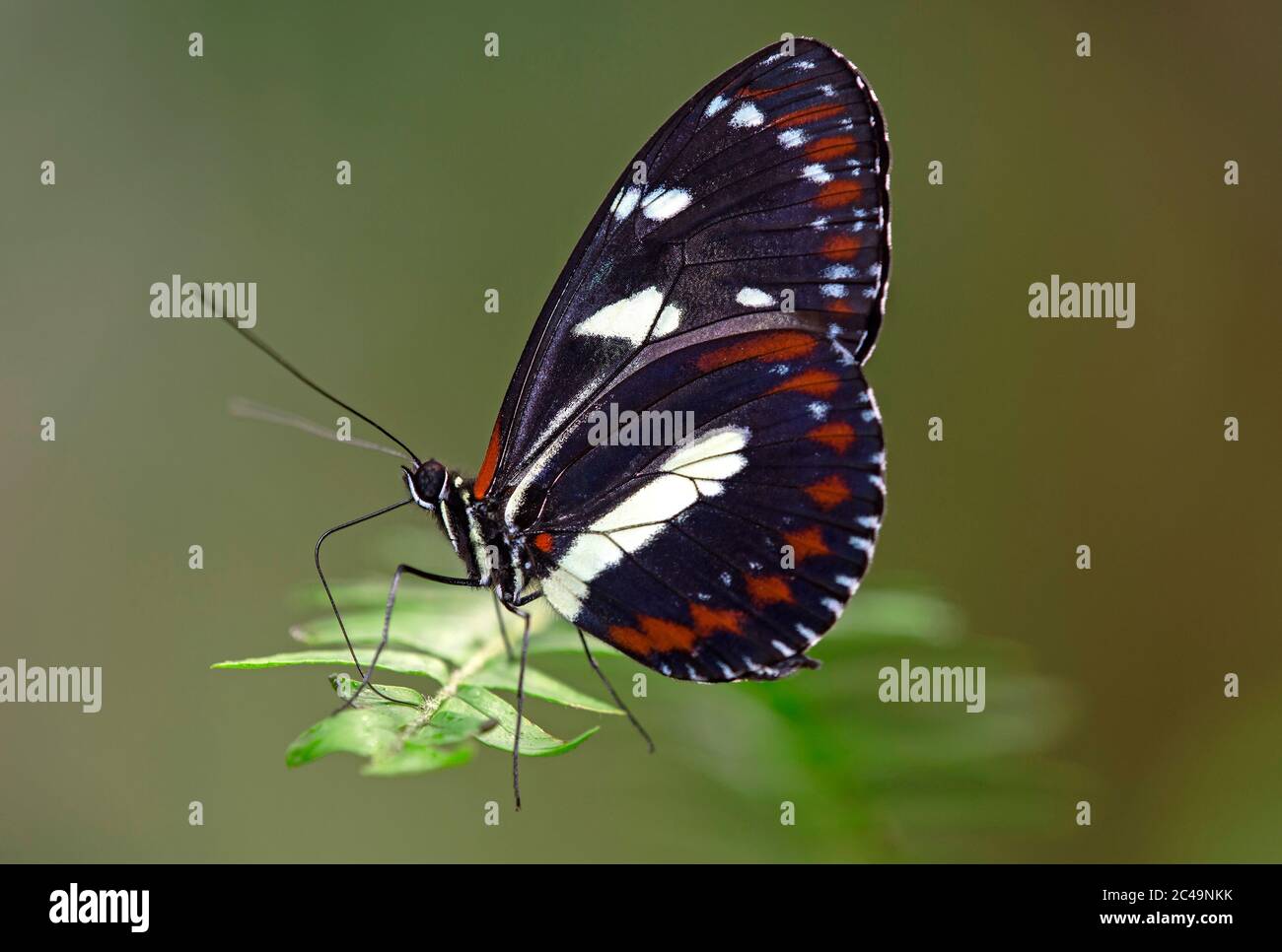 Neotropischer Schmetterling Heliconius atthis, Familie der Pinselfußgewächse (Nymphalidae), Mindo, Ecuador Stockfoto