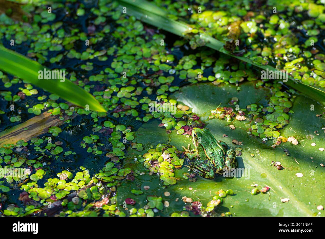 Ein grüner essbarer Frosch, Pelophylax kl. esculentus auf einem Seerosenblatt. Gewöhnlicher europäischer Frosch, gewöhnlicher Wasserfrosch oder grüner Frosch. Hochwertige Fotos Stockfoto