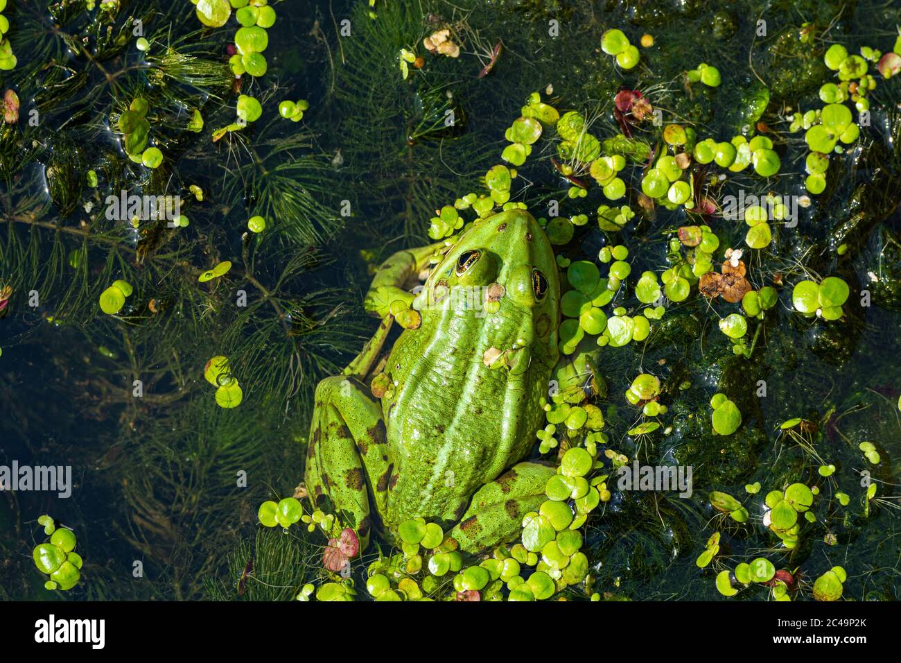 Ein grüner essbarer Frosch, Pelophylax kl. esculentus auf einem Seerosenblatt. Gewöhnlicher europäischer Frosch, gewöhnlicher Wasserfrosch oder grüner Frosch. Hochwertige Fotos Stockfoto