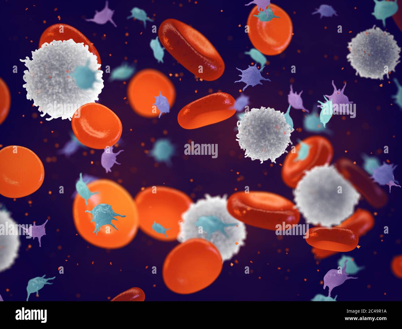 Weiße, rote Blutkörperchen und Blutplättchen / Erythrozyten, Leukozyten und Thrombozyten / Stockfoto