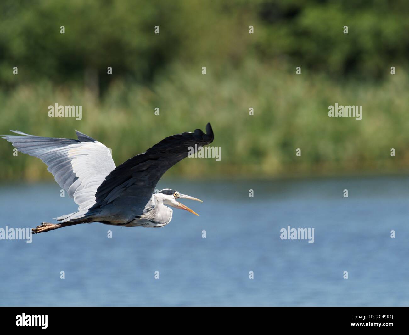 Ein Graureiher (Ardea cinerea) im Flug über Crime Lake im Daisy NOOK Country Park in Oldham an einem heißen sonnigen Tag Stockfoto