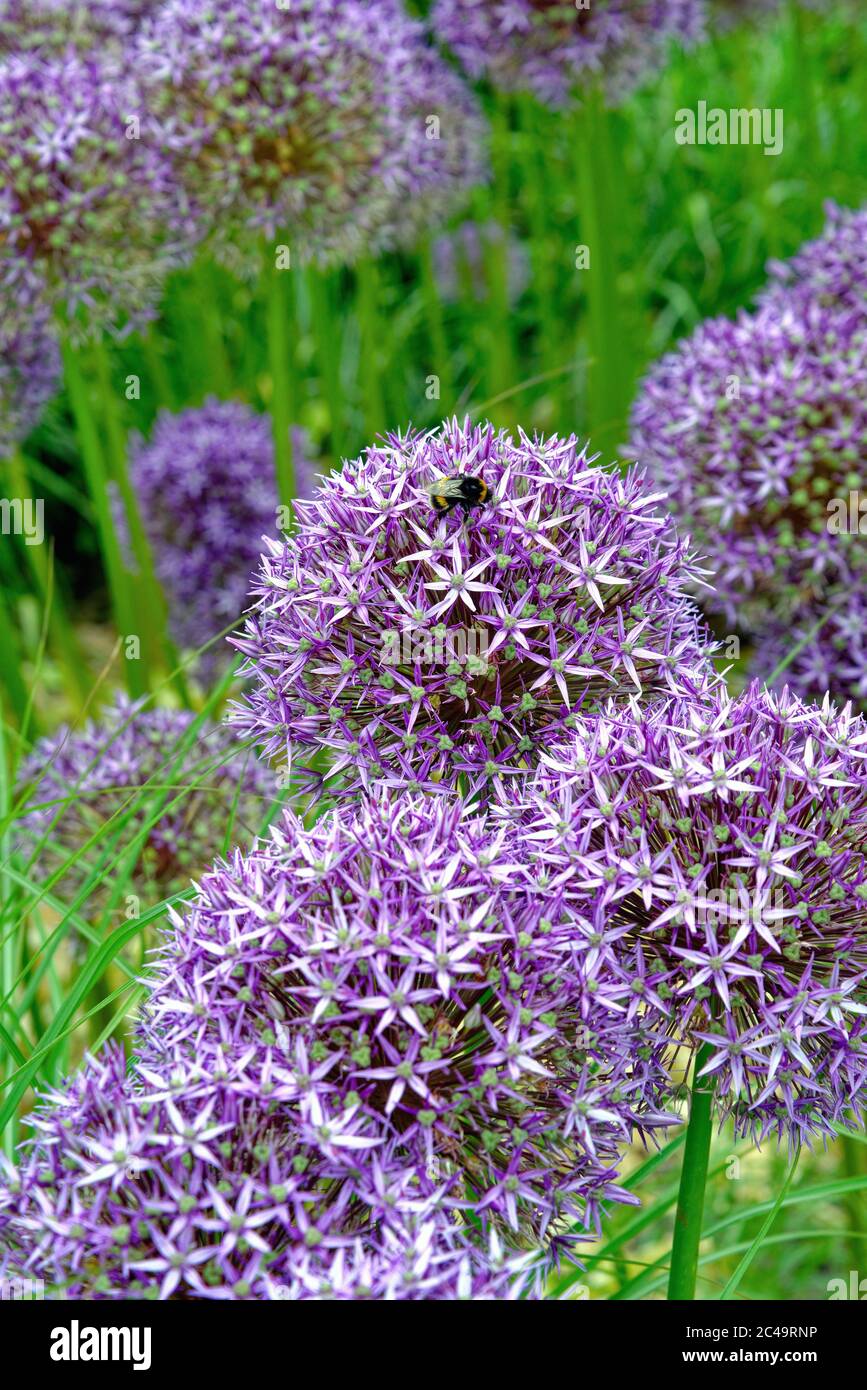 Nahaufnahme der Blütenköpfe von lila Allium mit einer Hummel sammeln Pollen Stockfoto