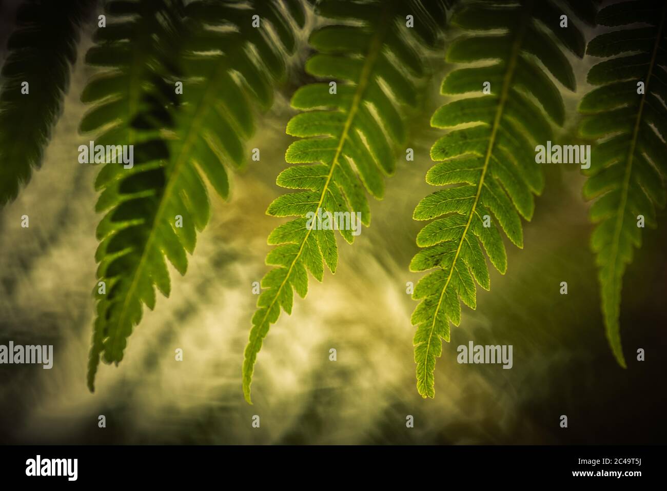 Tropischer Farnlaub vor einem unscharfen hellgrünen Hintergrund. Stockfoto