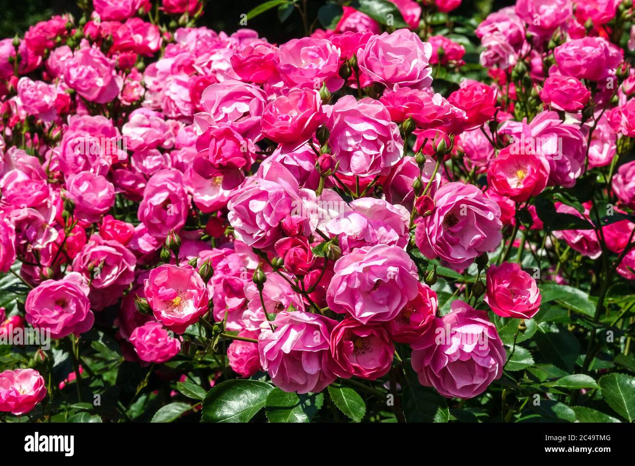 Rose Rosa „Centenaire de Lourdes“ blühende Rosen, Strauchrosen Garten Rosenbusch Stockfoto