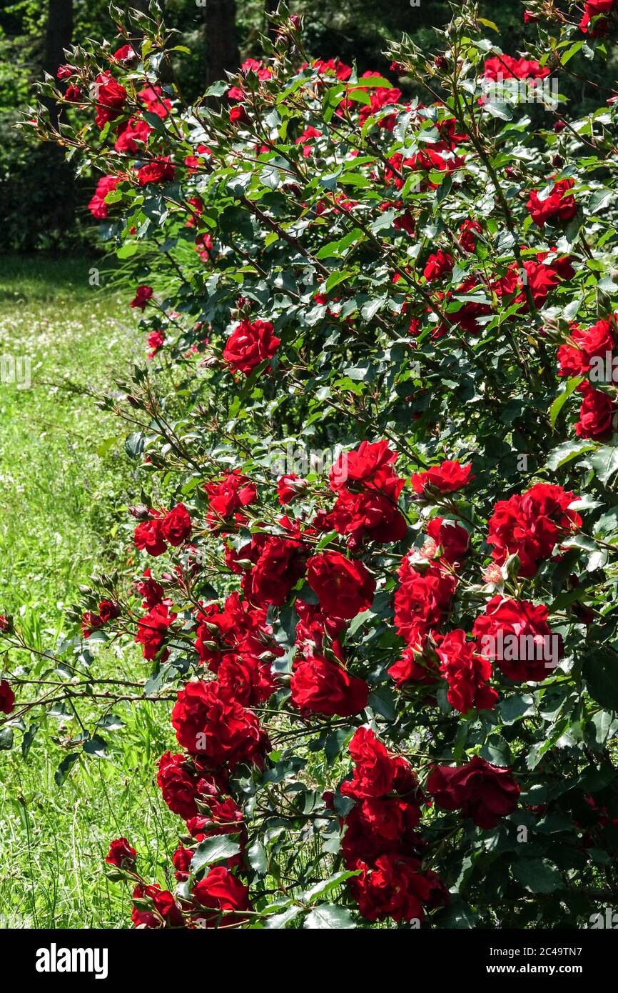 Rote Rosen Rosa 'Roter Korsar' Sommergarten umrandet blühende Sträucher Stockfoto