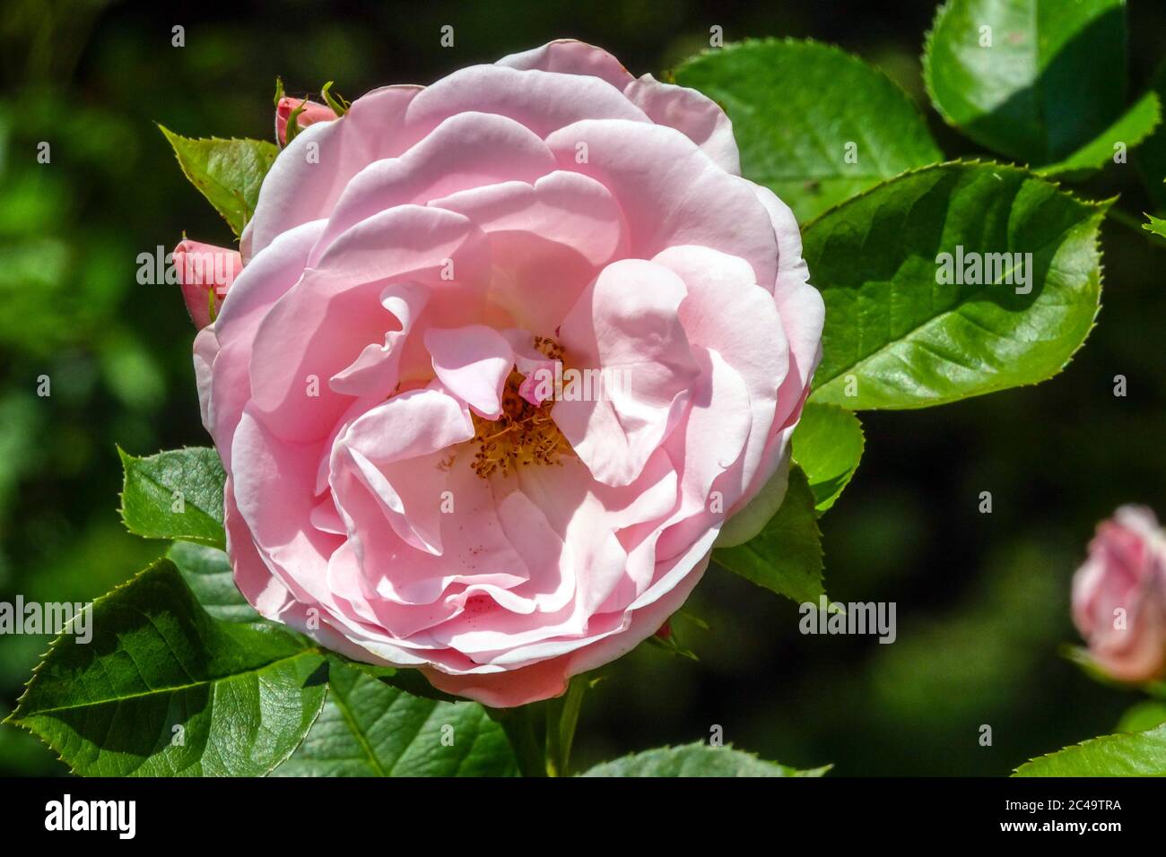 Rose Rosa 'Astrid Lindgren' Stockfoto