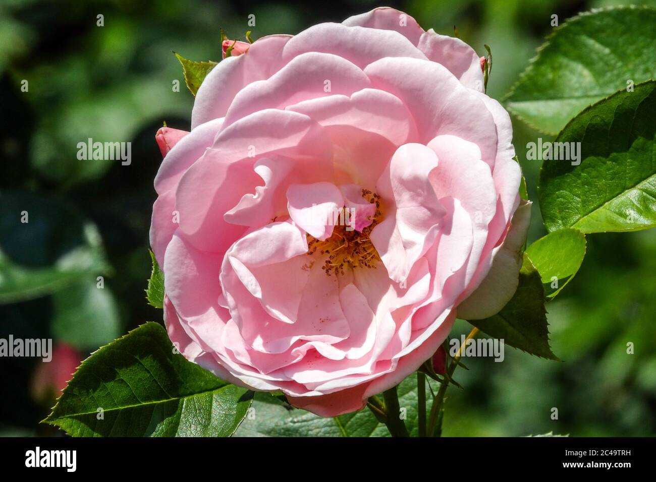 Astrid lindgren Fotos und Bildmaterial in hoher Auflösung Alamy