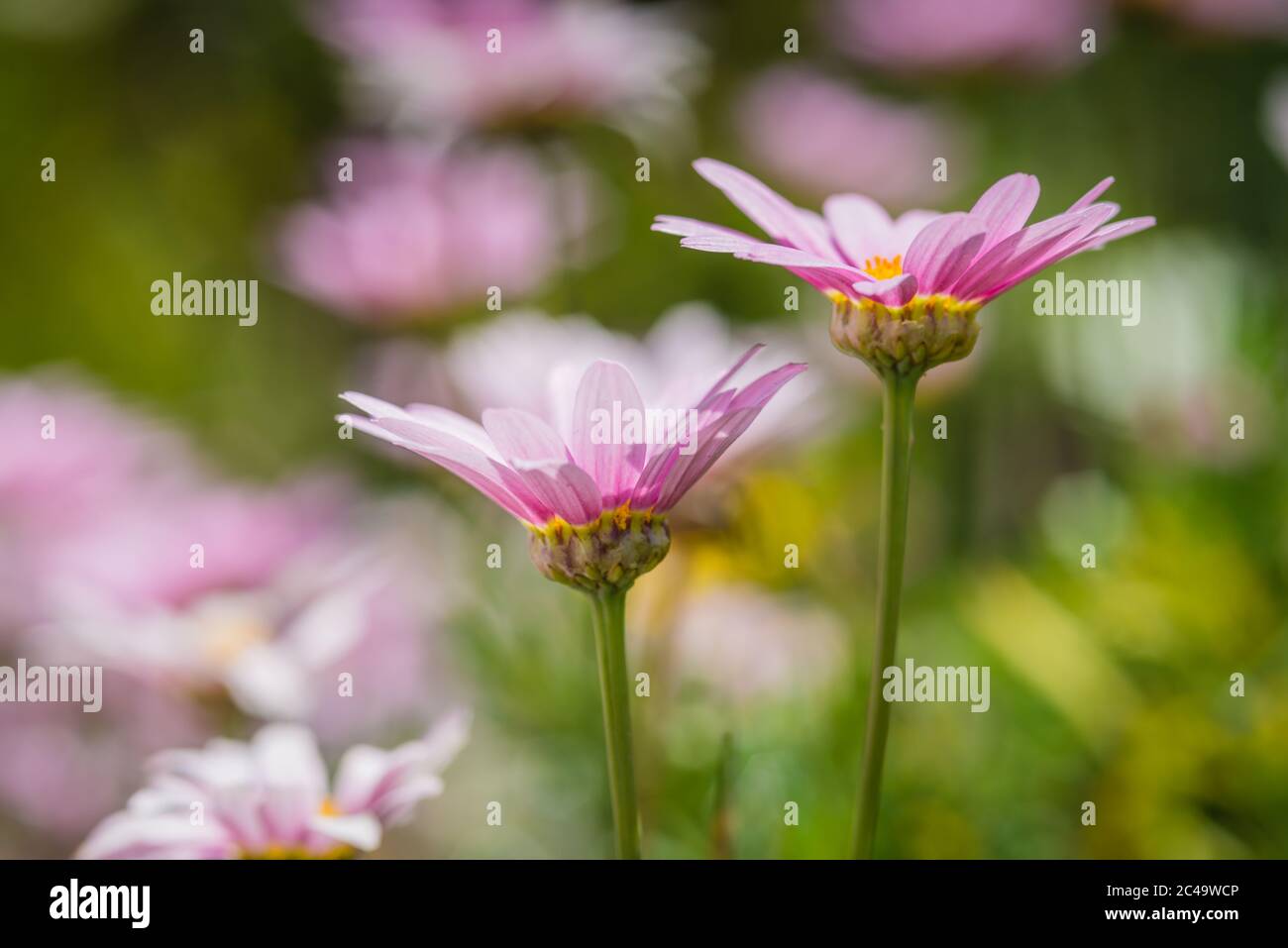 2 Blüten von Marguerite Gänseblümchen (Argyranthemum frutescens) vor einem verschwommenen Hintergrund mit anderen Gänseblümchen. Stockfoto