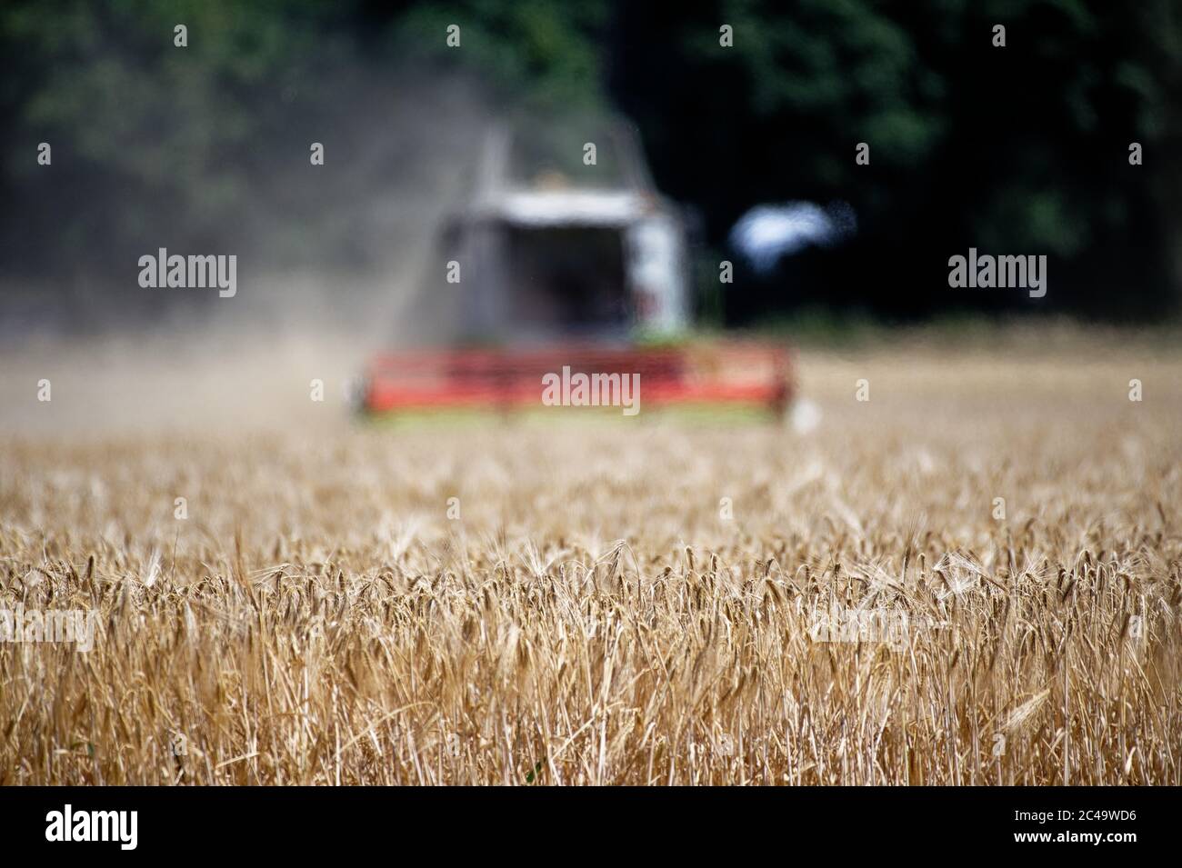 Dormagen, Deutschland. Juni 2020. Ein Landwirt nutzt einen Mähdrescher, um Wintergerste in der Nähe von Dormagen zu ernten. Quelle: Henning Kaiser/dpa/Alamy Live News Stockfoto