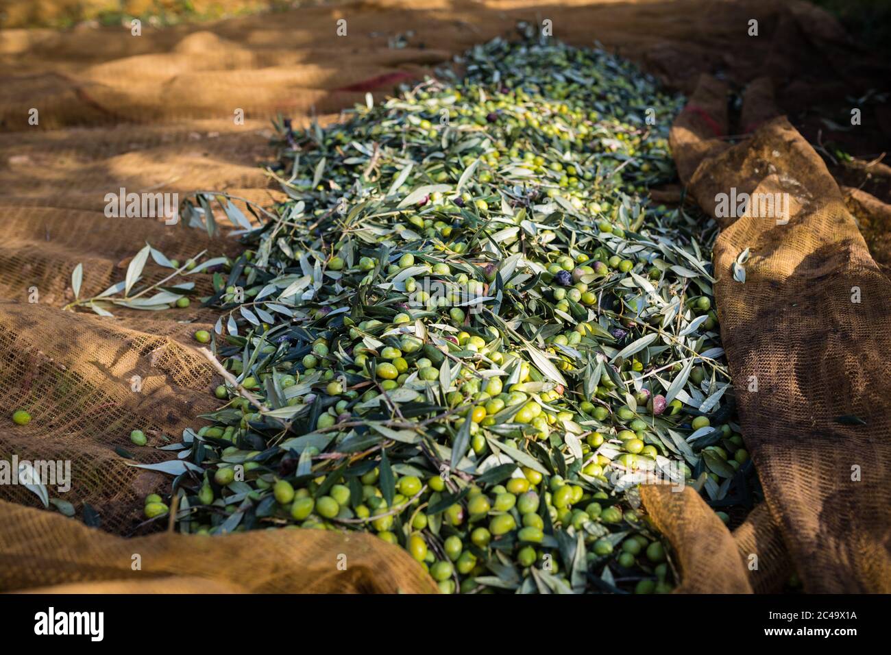 Grüne Oliven ernten in Apulien, Italien Stockfoto